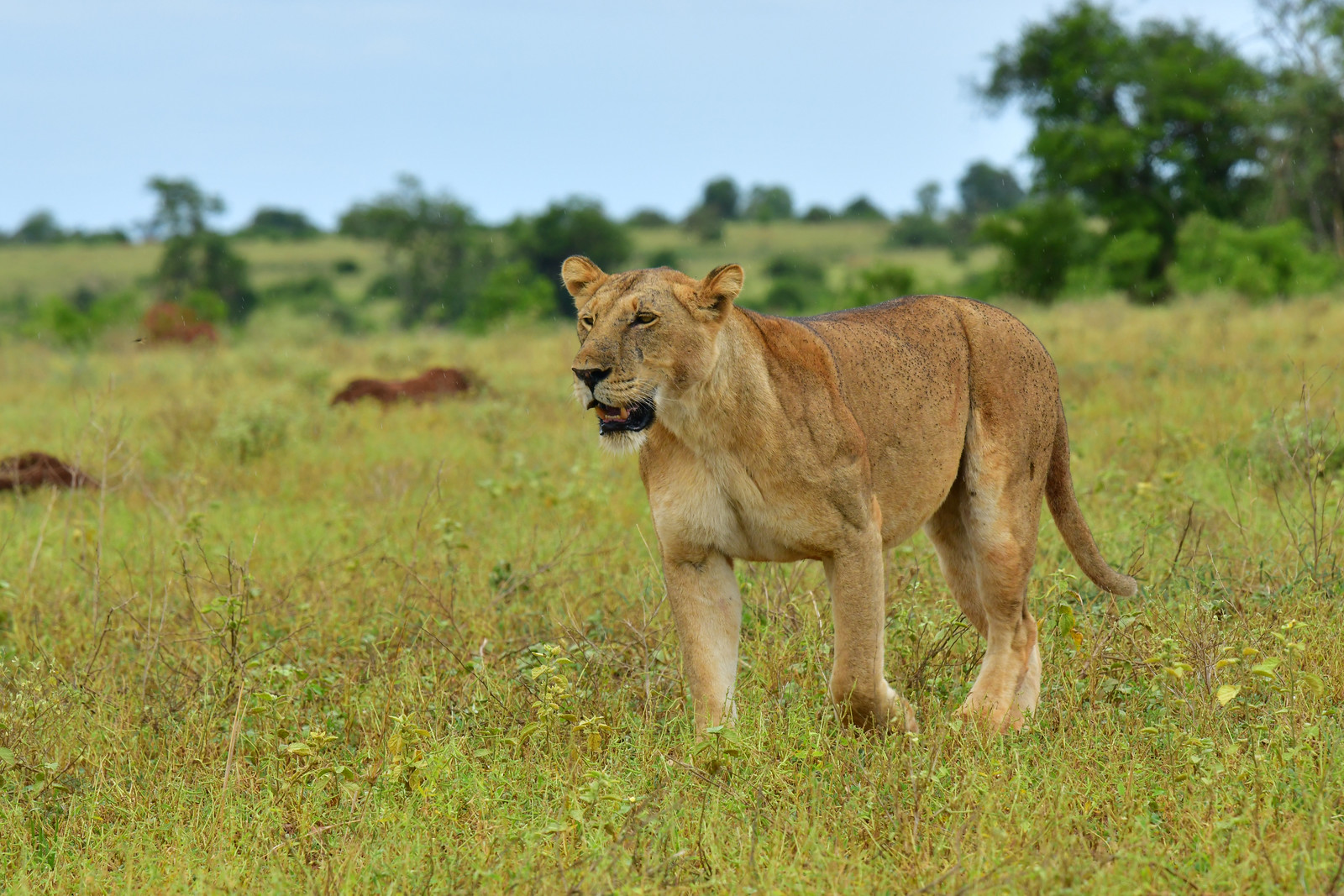 Day 3: Day 3: Game Drive & Nile Boat Safari - Big Game Encounters