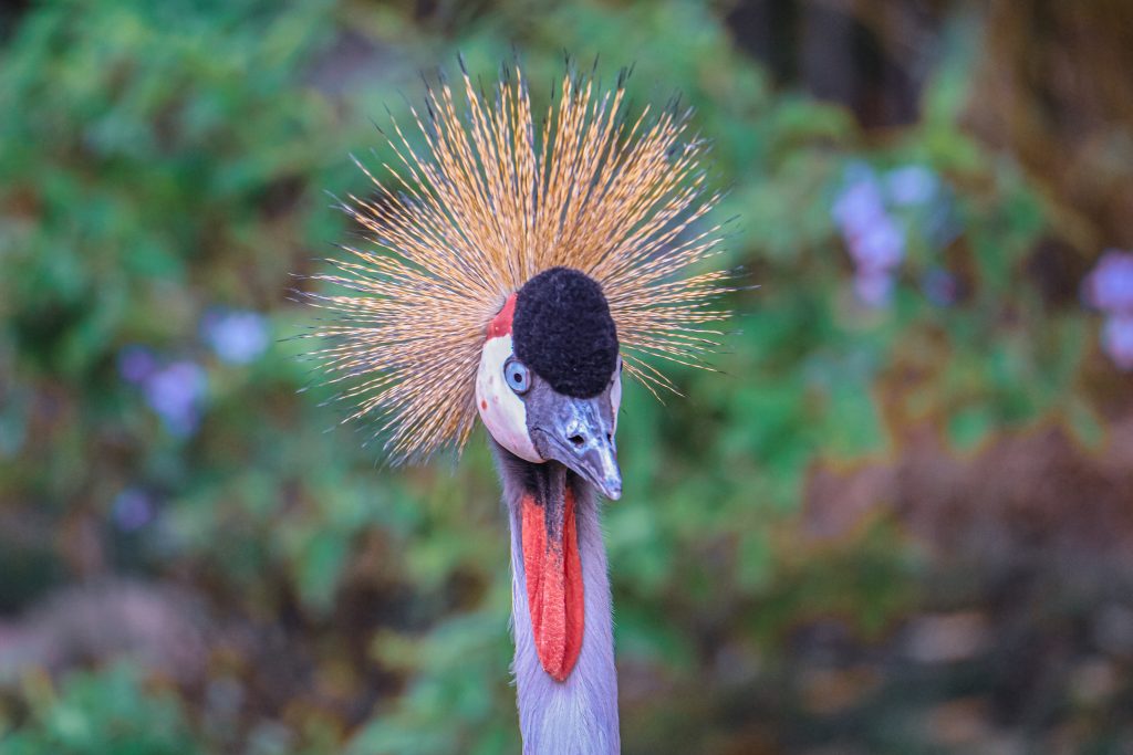 2026 Specialist Guide: Unveiling Uganda, Africa’s Premier Birding Destination