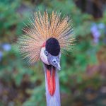 2026 Specialist Guide: Unveiling Uganda, Africa’s Premier Birding Destination