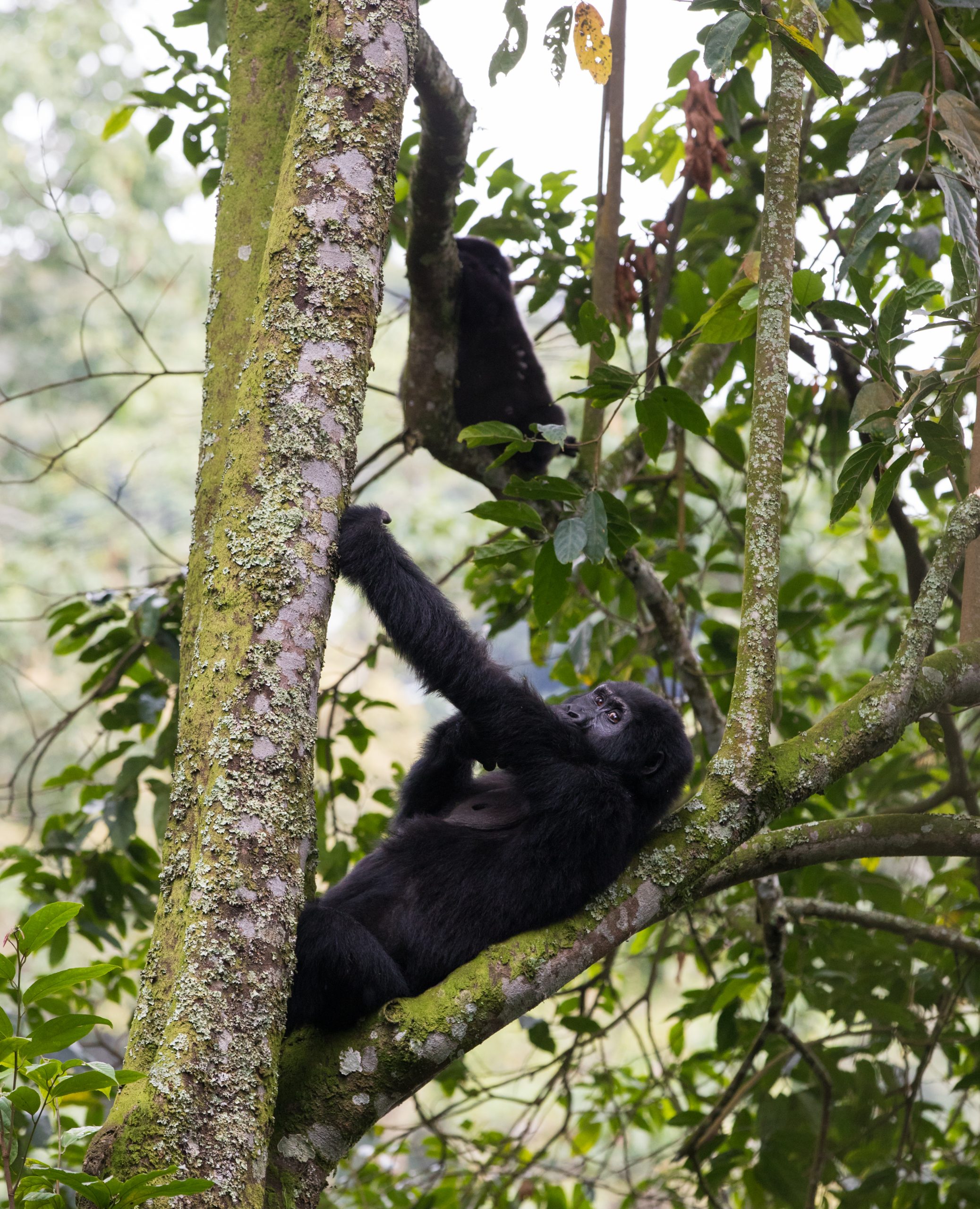 Day 8: Day 8: Gorilla Trekking - A Rare and Powerful Encounter