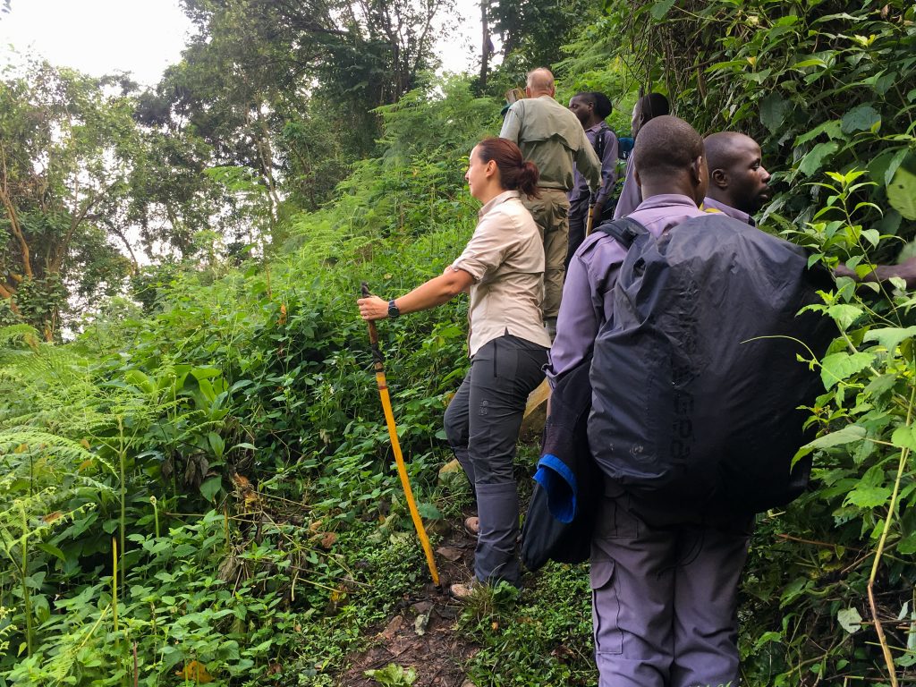 Charting Your Pristine Path: Deciphering the Gorilla Trekking Landscape in 2026 – An Expert Briefing