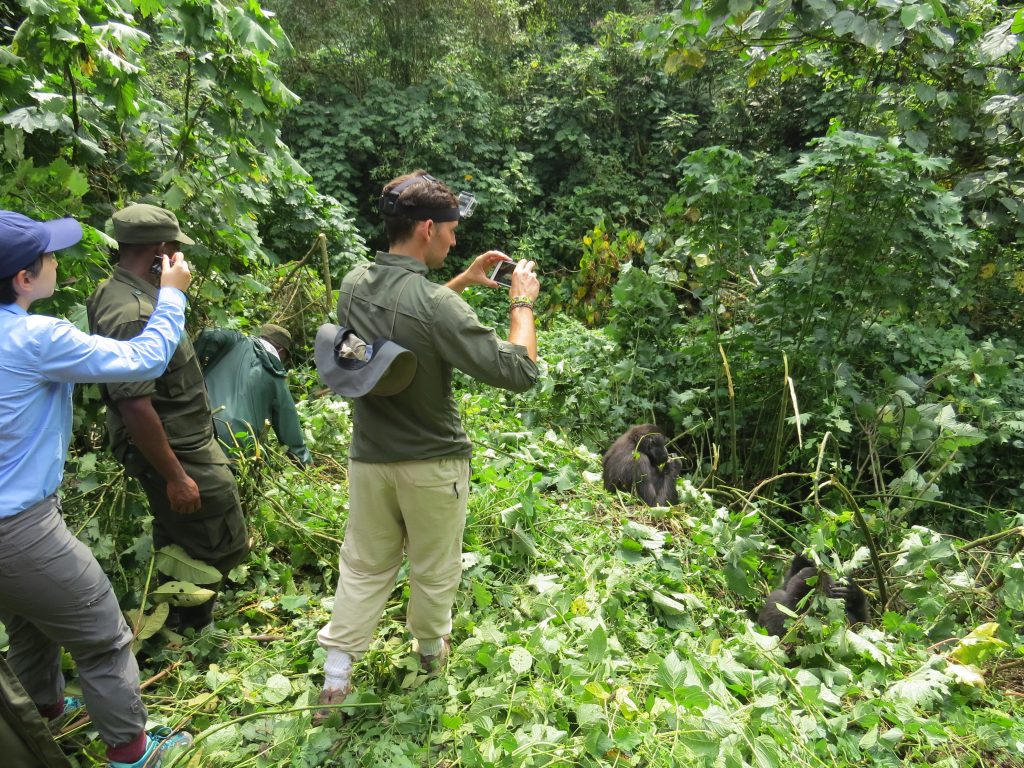 Bwindi Gorilla Trek: Is a 1-Day, 2-Day, or 3-Day Itinerary Best for Your Uganda Safari?
