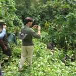 Bwindi Gorilla Trek: Is a 1-Day, 2-Day, or 3-Day Itinerary Best for Your Uganda Safari?