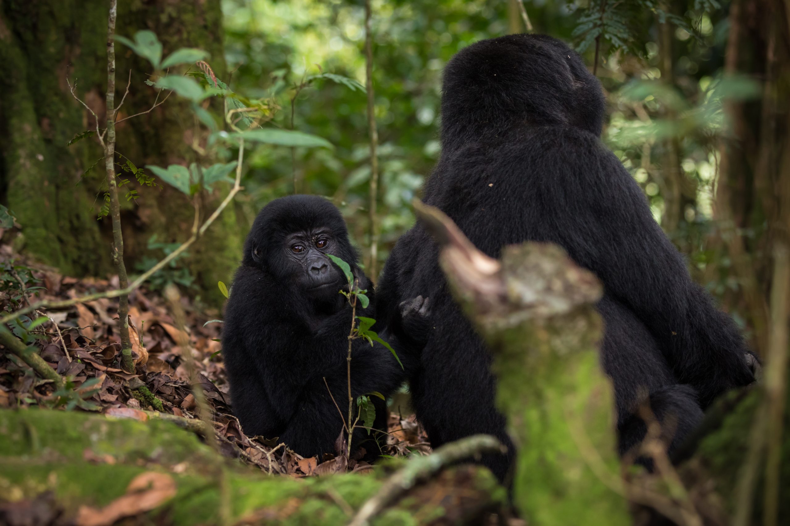 10-Day Experiencing Uganda Gorilla Trekking & Wildlife Safari