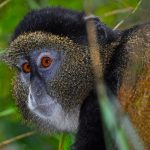 2026 Insider Field Guide: Golden Monkey Trekking in Mgahinga’s Verdant Virungas