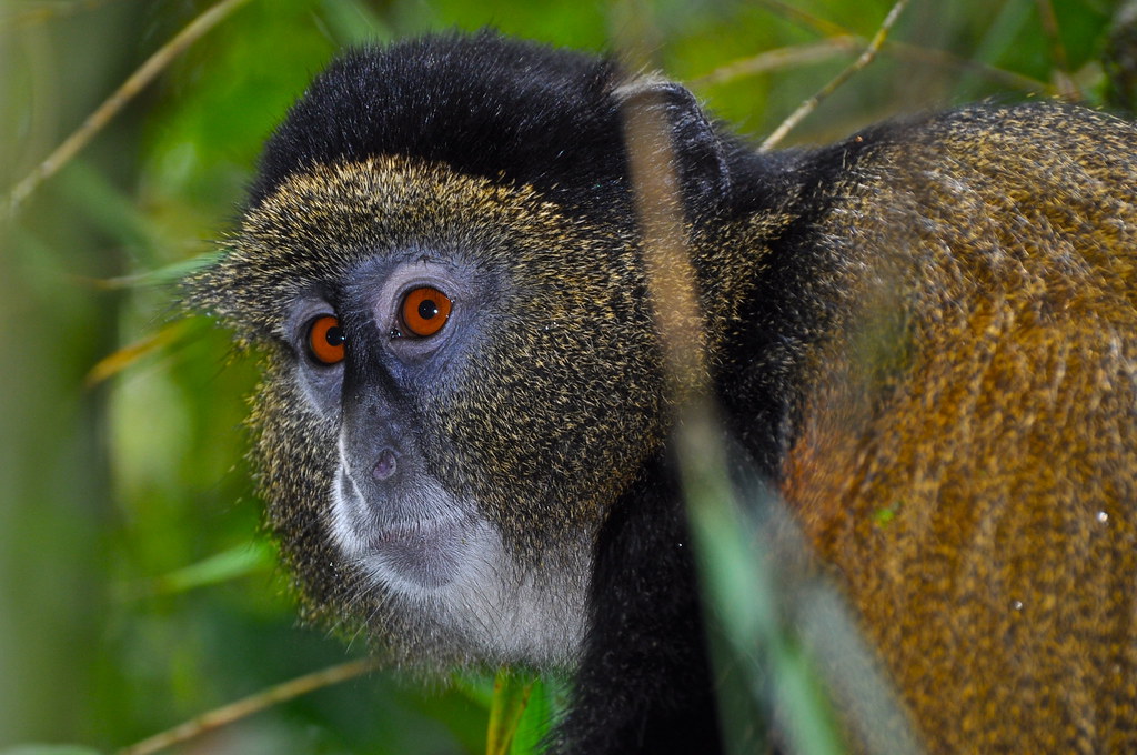 2026 Insider Field Guide: Golden Monkey Trekking in Mgahinga’s Verdant Virungas