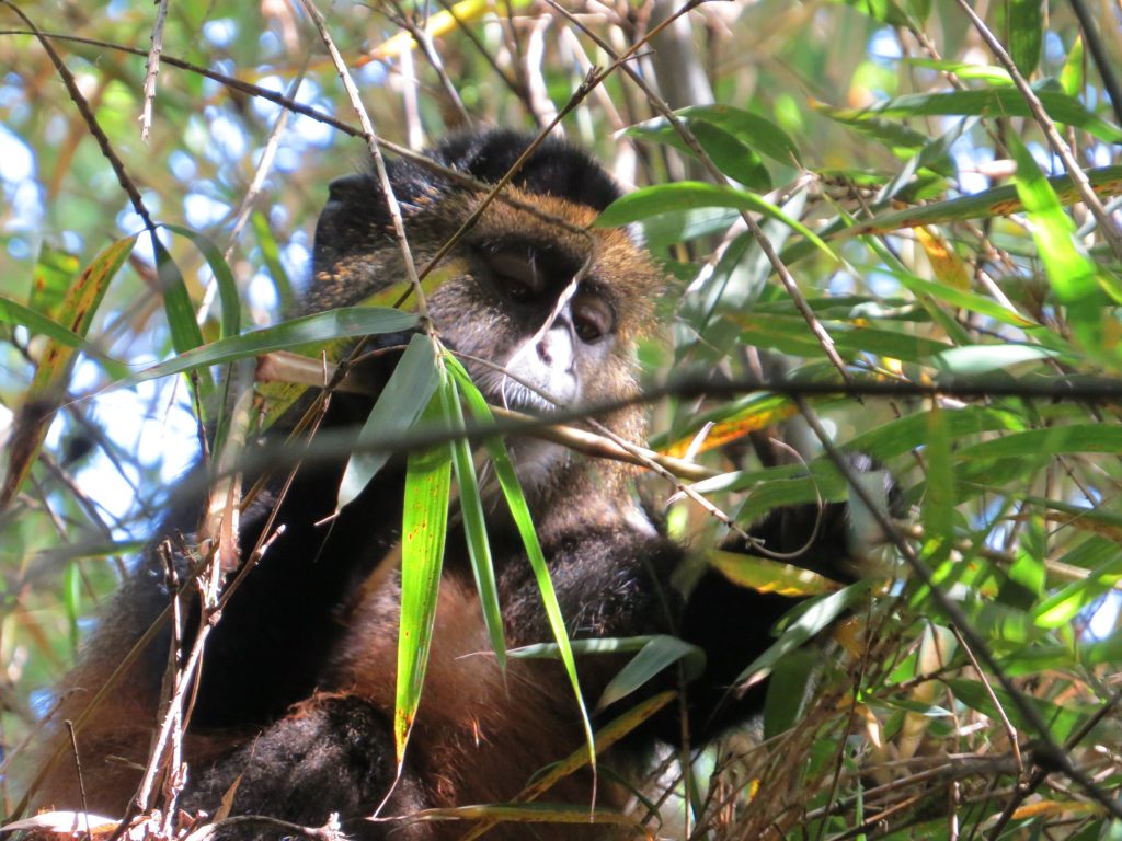 2026 Insider Field Guide: Golden Monkey Trekking in Mgahinga Gorilla National Park