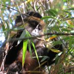 2026 Insider Field Guide: Golden Monkey Trekking in Mgahinga Gorilla National Park