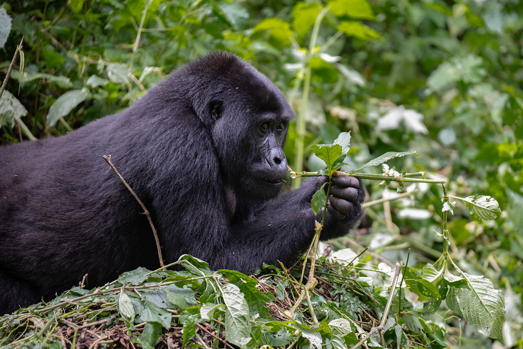 Day 8: Day 8: Gorilla Trekking - A Once-in-a-Lifetime Encounter