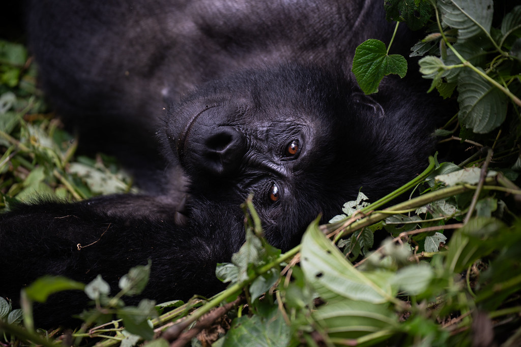 Elevated Encounters: A 2026 Luxury Planning Guide to Gorilla Safaris of Distinction