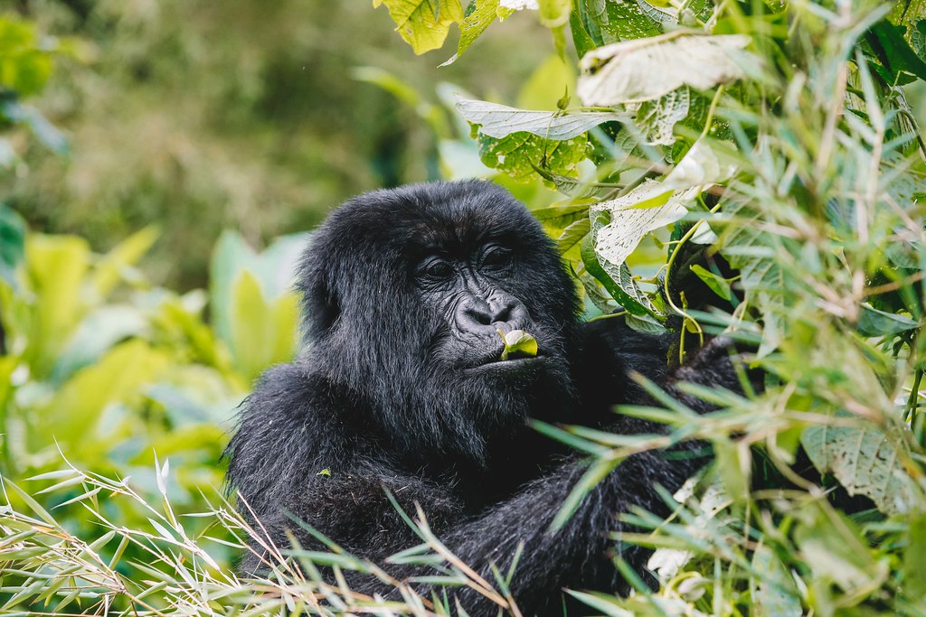 3 Days Experiencing the World of Mountain Gorillas and Golden Monkey Trekking
