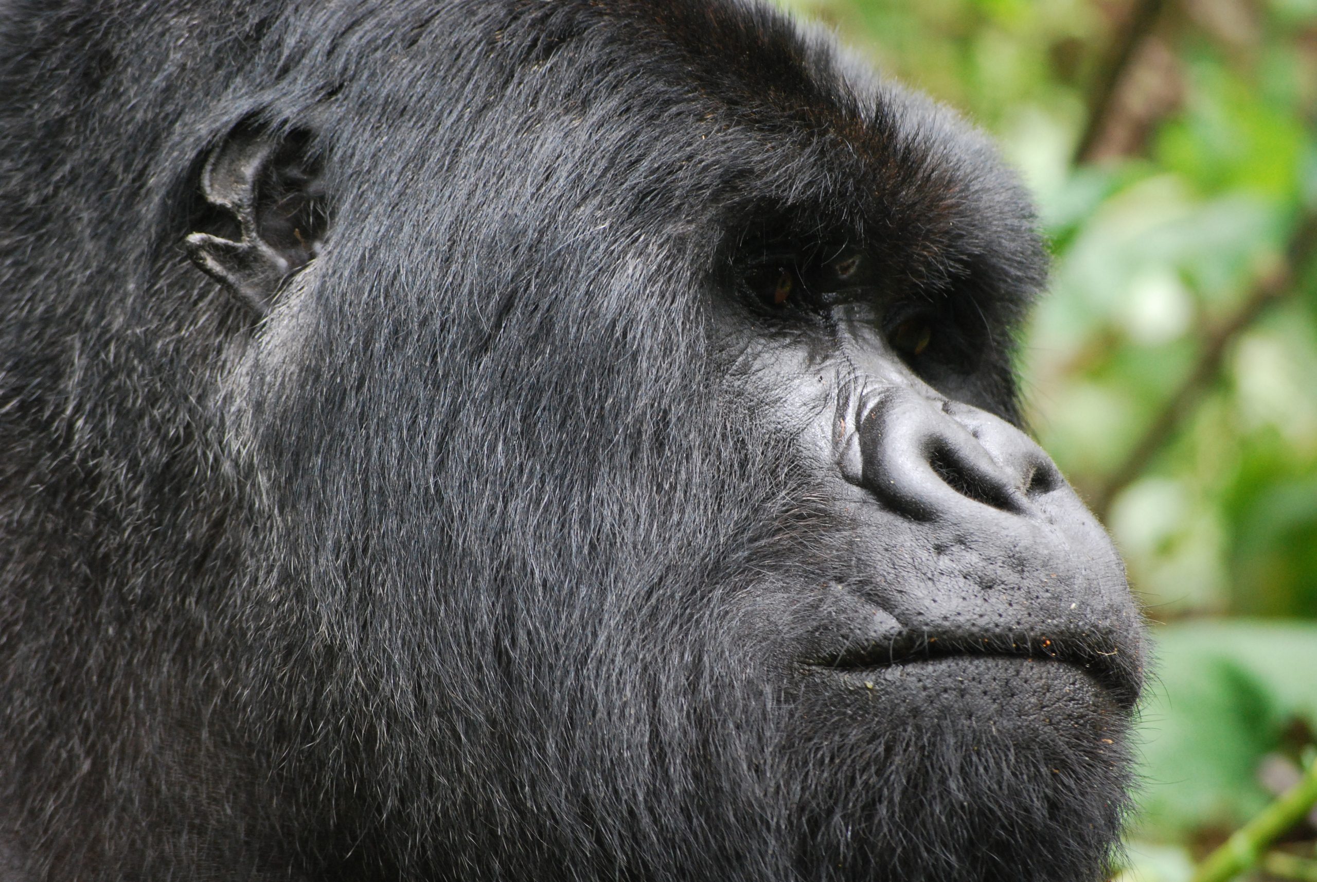 Day 2: Day 2: Gorilla Trekking & Cultural Experience - A Life-Changing Encounter