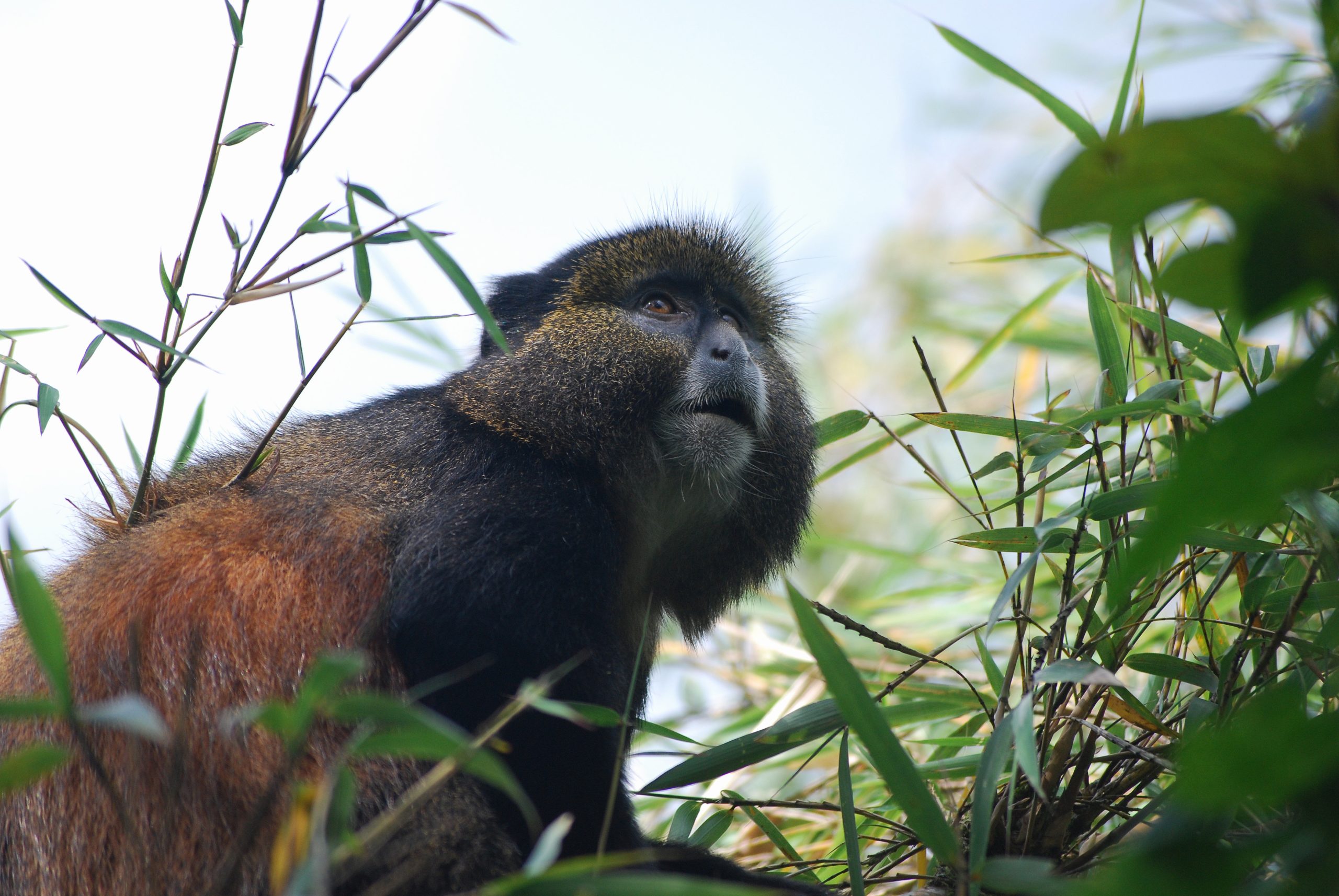 Day 3: Day 3: Golden Monkey Trekking & Return to Kigali