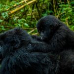 2026: Seasonal Intelligence for Gorilla Trekking in Uganda & Rwanda
