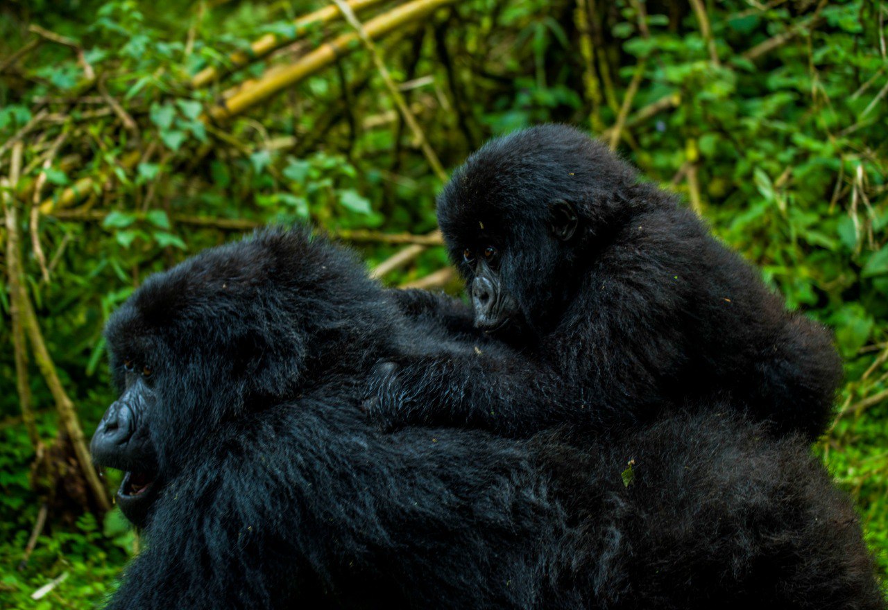 6 Days Gorilla Trekking and Habituation Experience in Rwanda and Uganda