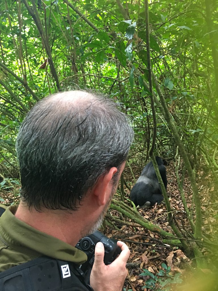 The Enduring Verdant Realm: Harnessing 2026 Seasonal Intelligence for Your Gorilla Trek