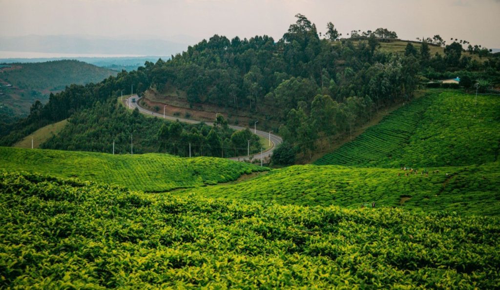 2026 Expedition Guide: Unveiling Rwanda’s Untamed Heart Beyond the Mist