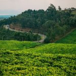 2026 Expedition Guide: Unveiling Rwanda’s Untamed Heart Beyond the Mist