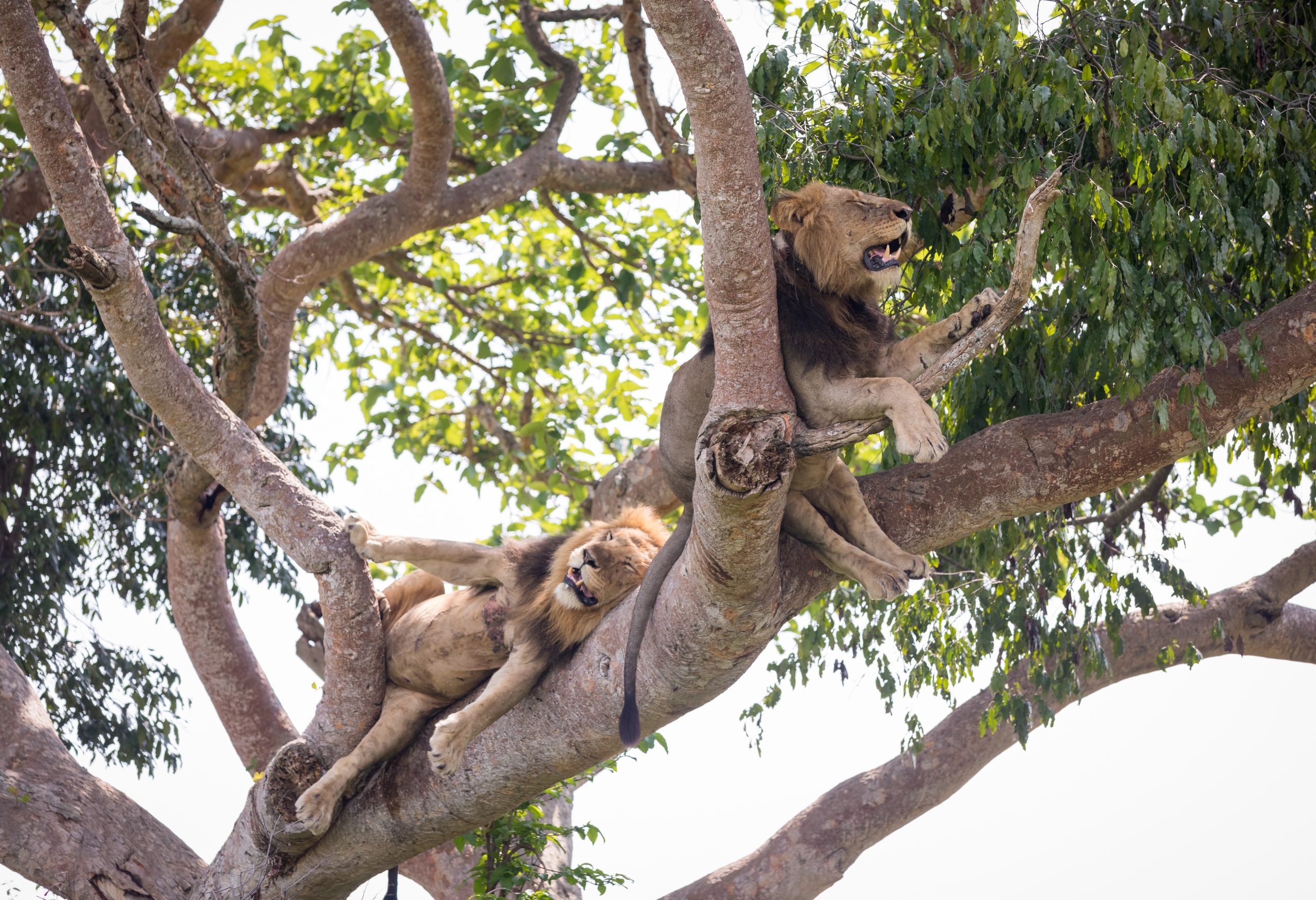Day 6: Day 6: Game Drive & Kazinga Channel Cruise - Wildlife at Its Best