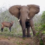 2026: Unlocking Uganda’s Safari Intelligence – A Journey Through Its Wild Heart