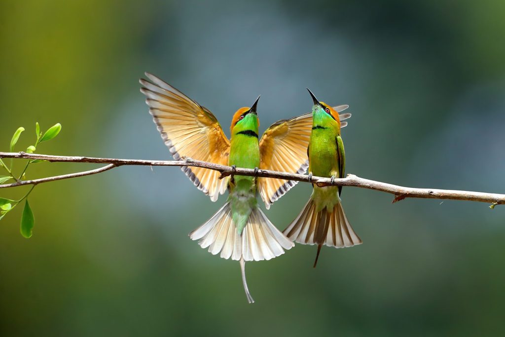 2026: Uganda – Africa’s Premier Birding Destination with Your Specialist Guide