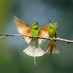 2026: Uganda – Africa’s Premier Birding Destination with Your Specialist Guide