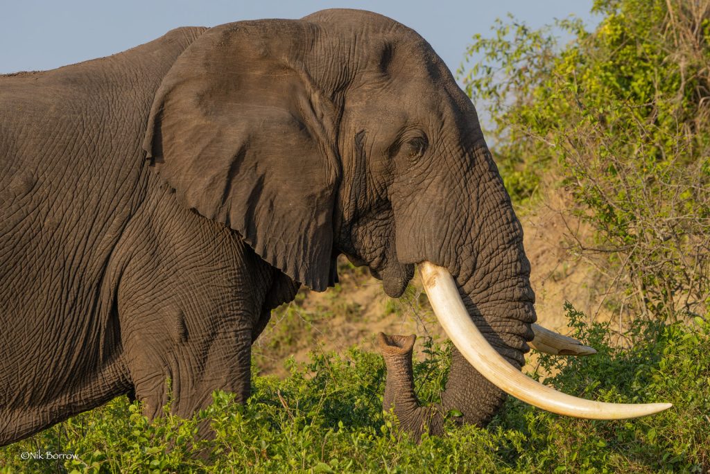 2026: Murchison Falls – The Ultimate Wilderness Planning Guide