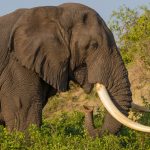 2026: Murchison Falls – The Ultimate Wilderness Planning Guide