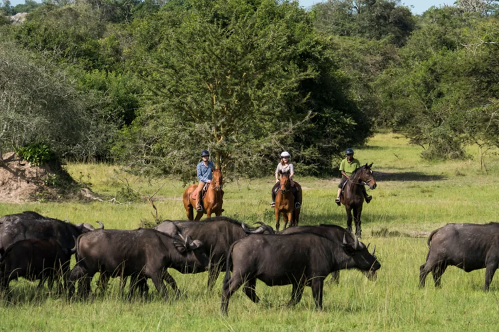 Beyond the Horizon: Discovering Lake Mburo, Africa’s Premier Boutique Safari Destination