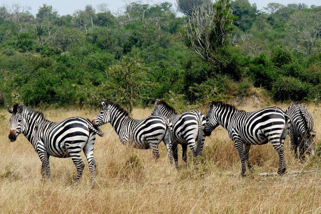 Lake Mburo vs. Bwindi Gorilla Safari: Why This Hidden Gem Complements Your Uganda Adventure
