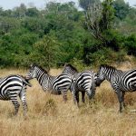 Lake Mburo vs. Bwindi Gorilla Safari: Why This Hidden Gem Complements Your Uganda Adventure