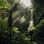 Is Nyungwe Forest the Perfect Add-on to Your Rwanda Gorilla Trekking Tour?