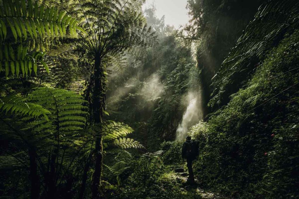 Is Nyungwe Forest the Perfect Add-on to Your Rwanda Gorilla Trekking Tour?