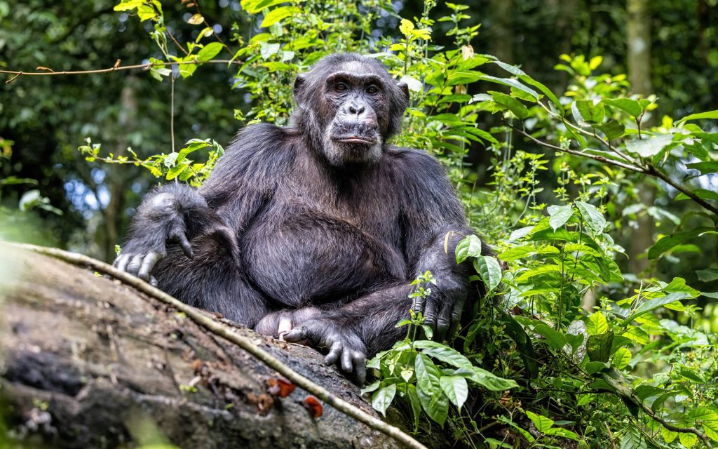 Queen Elizabeth National Park vs. Kibale Forest: Which Offers the Superior Chimpanzee Tracking Uganda Experience?