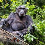 Queen Elizabeth National Park vs. Kibale Forest: Which Offers the Superior Chimpanzee Tracking Uganda Experience?