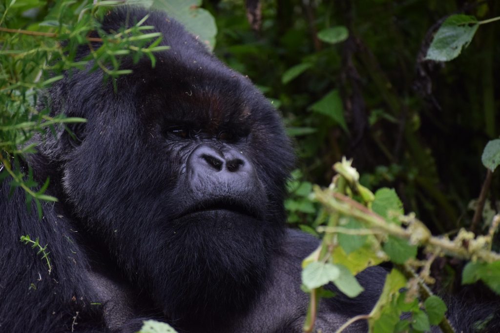 Volcanoes National Park vs. Bwindi: Which Offers the Best Africa Gorilla Trek?
