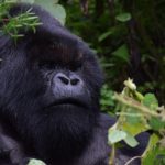 Volcanoes National Park vs. Bwindi: Which Offers the Best Africa Gorilla Trek?
