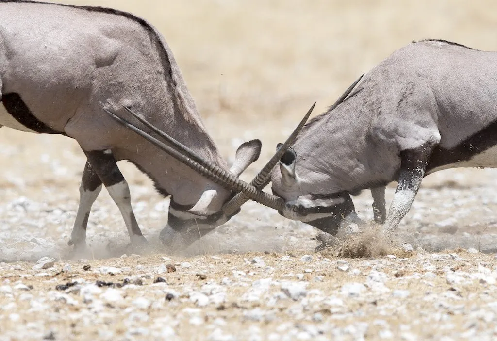 Etosha National Park
