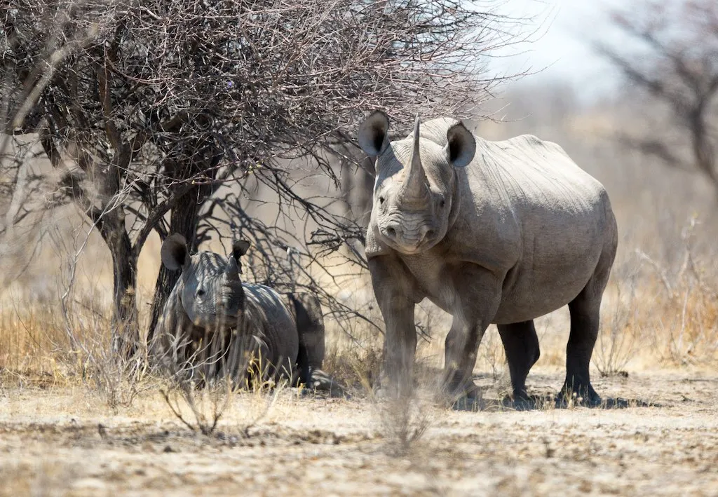 Etosha National Park