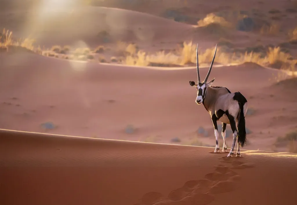 Sossusvlei & Deadvlei