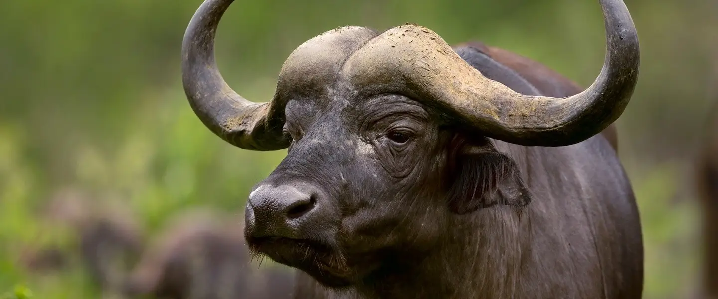 Ngorongoro Conservation Area