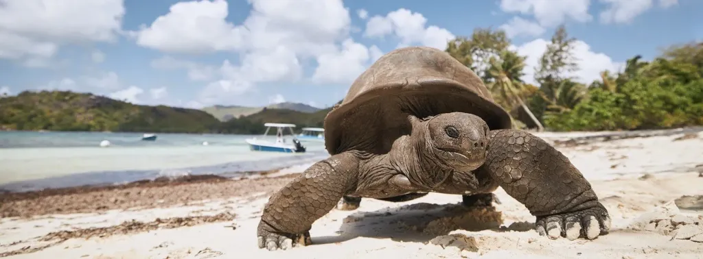 Aldabra Atoll