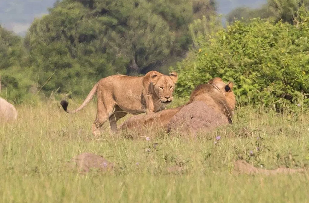 Murchison Falls National Park