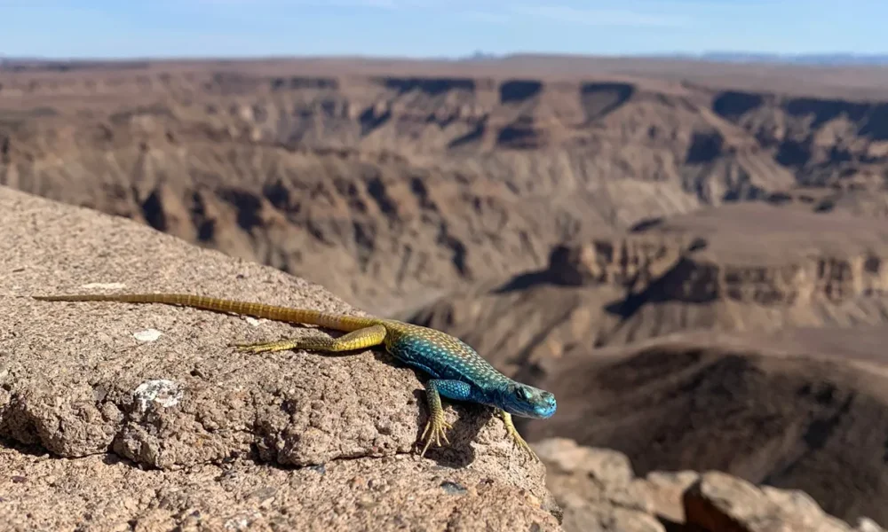 Fish River Canyon
