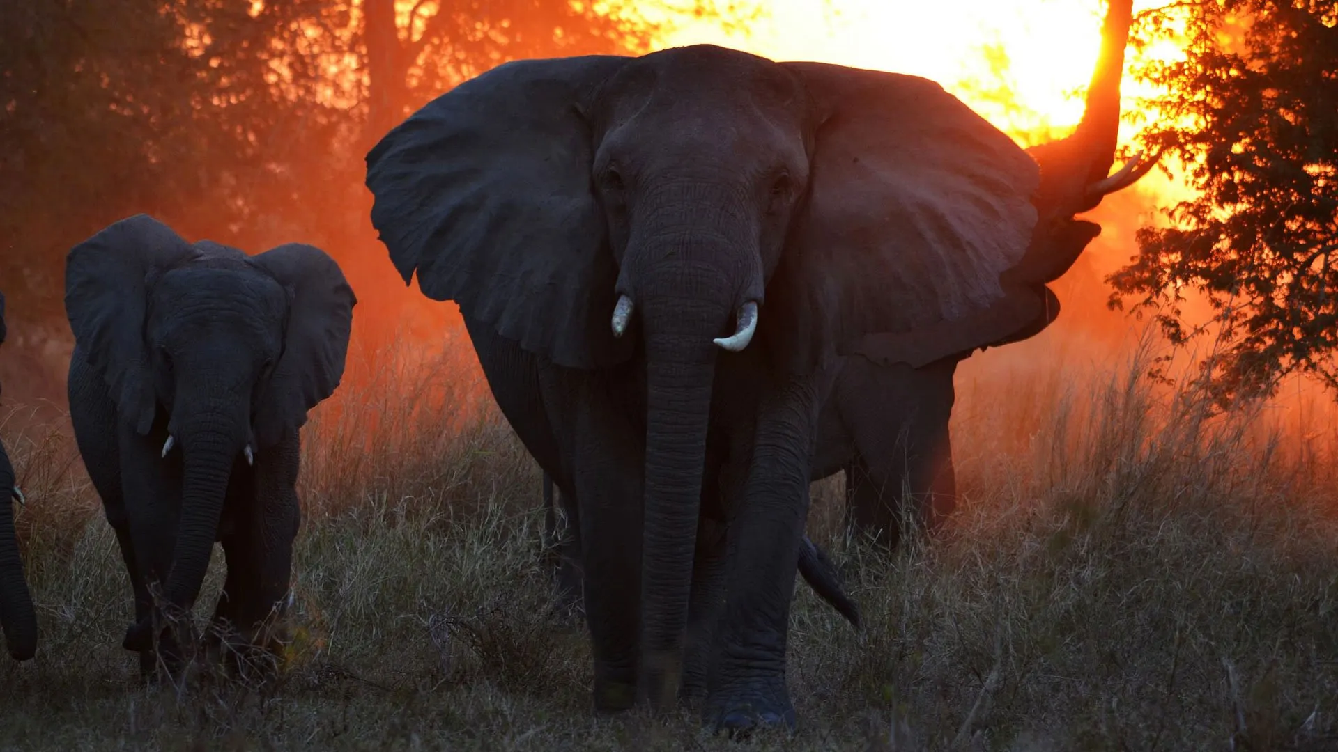 Gorongosa National Park