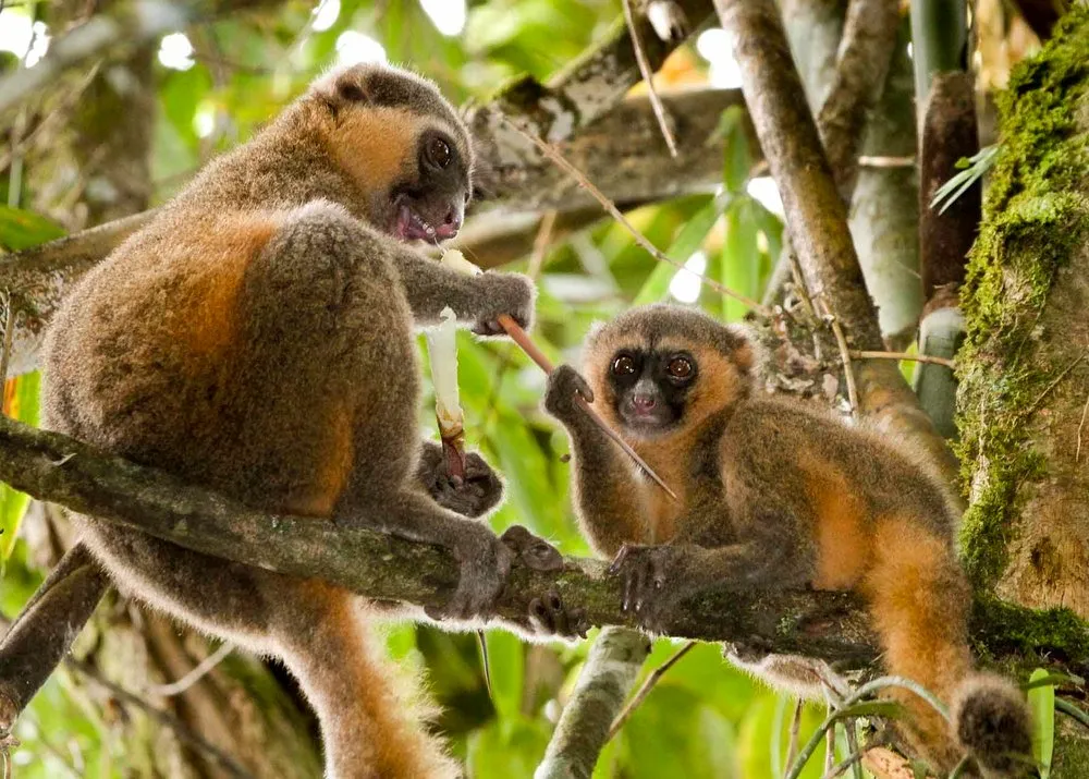Ranomafana National Park