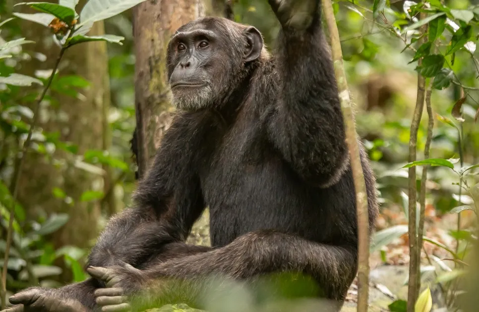 Kibale National Park