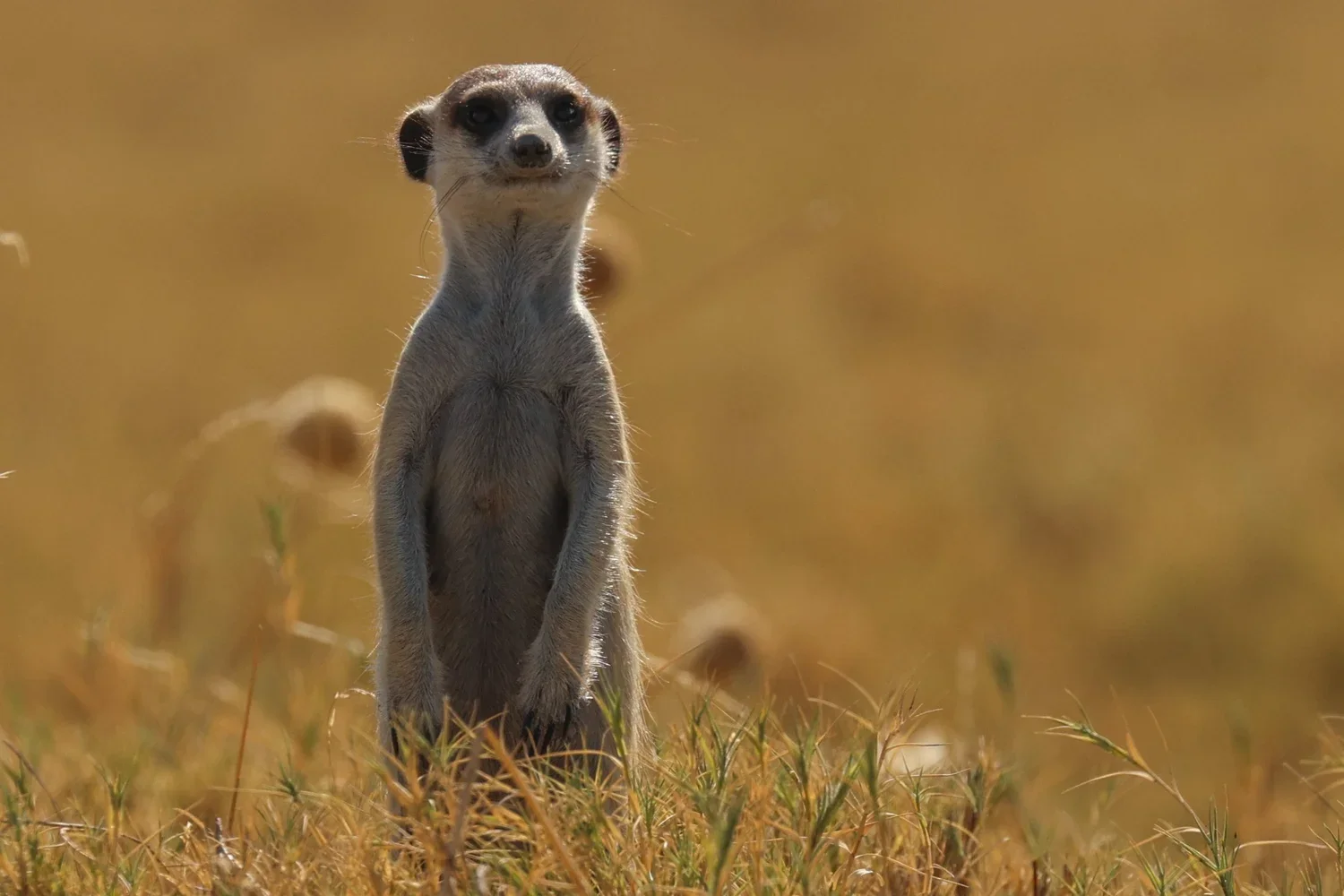 Central Kalahari Game Reserve