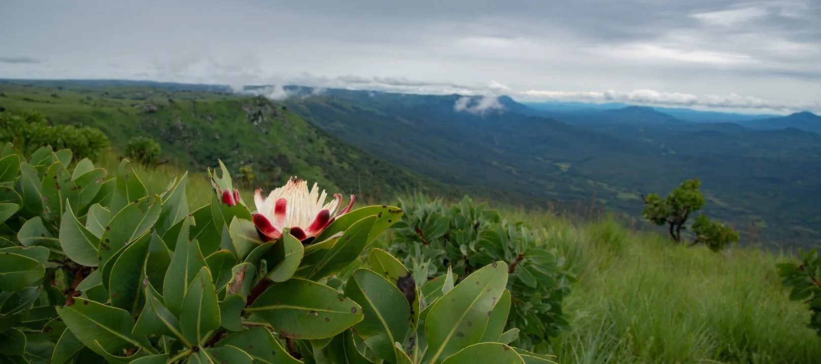 Nyika National Park