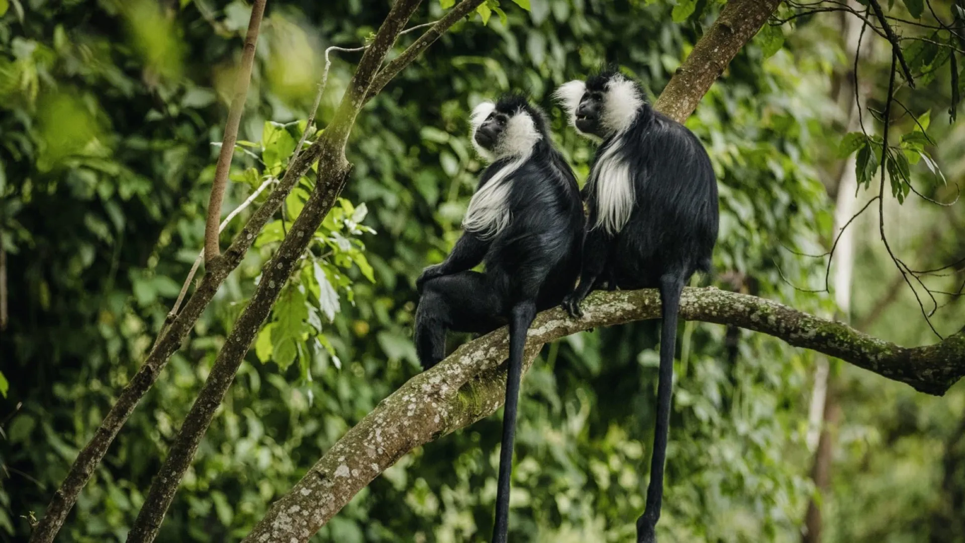 Nyungwe Forest National Park